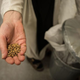 Image for article titled All About Malt, the Wonder Grain in Beer and Milkshakes